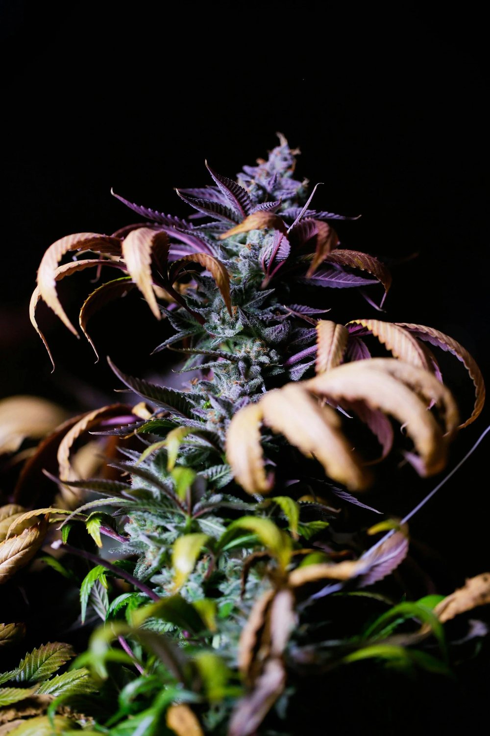 A flowering Purple Co. cannabis plant in moody violet light