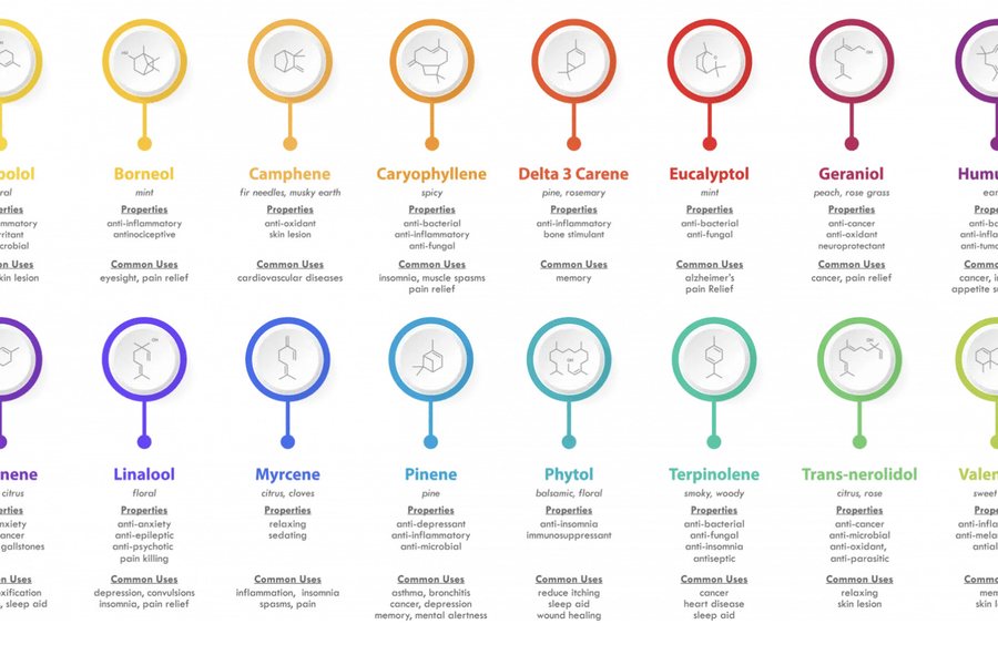 Discovering terpene profiles