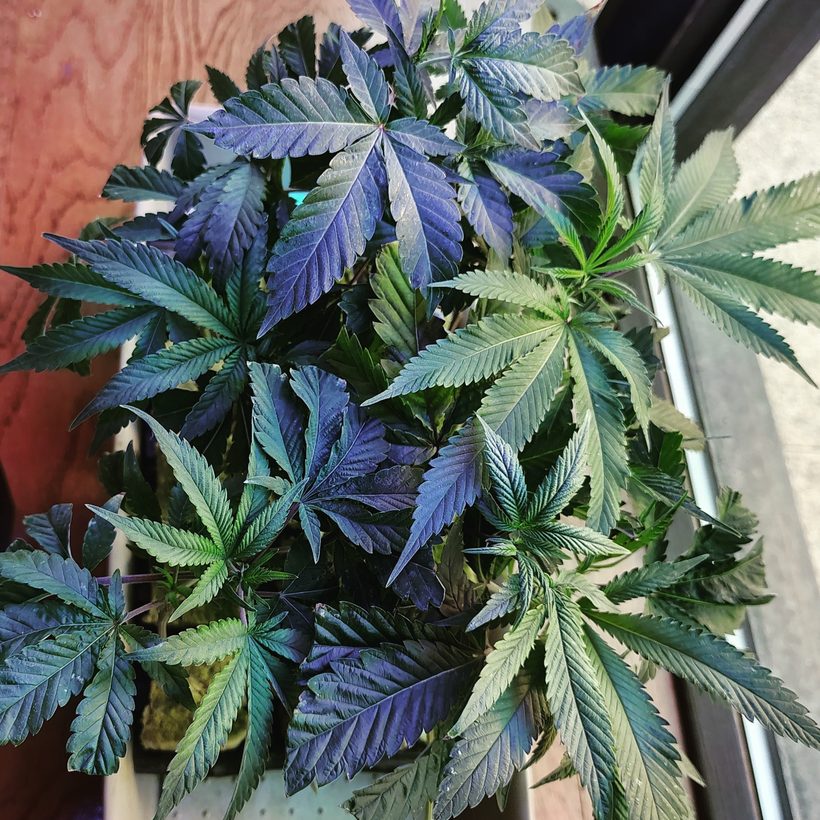 Purple Co. — inside the dispensary